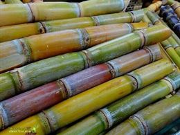 קני סוכר Sugar Cane tevame